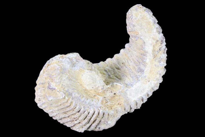 Cretaceous Fossil Oyster (Rastellum) - Madagascar #88481